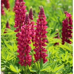 Lupinus - The Pages - Lupinus polyphyllus