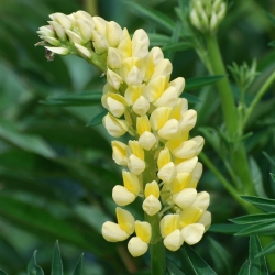 Lupinus, Lupin, Lupin Chandelier - bulb / tuber / root - Lupinus polyphyllus