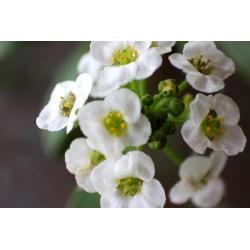 Alyssum manis, allison manis - pelbagai putih - 1750 biji - Lobularia maritima - benih