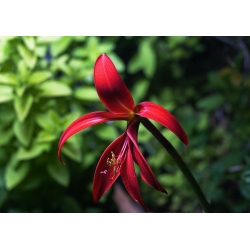 Sprekelia Formosissima, Aztec Lilies, Lilies Jacobean - bulb / umbi / akar
