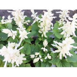 Tropická šalvia - biela odroda - 10 semien - Salvia splendens - semená