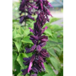 Purple scarlet sage, tropical sage - 84 seeds