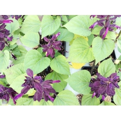 Purple scarlet sage, bijak tropika - 84 biji - Salvia splendens - benih