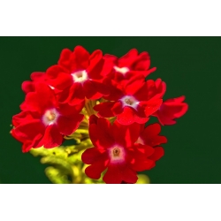 Sodas verbena - raudonos žydėjimas su baltu tašku; sodas vervain - 120 sėklų - Verbena x hybrida - sėklos