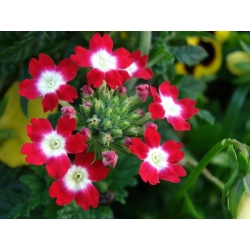 Garden verbena - röda blommor med en vit prick; trädgård vervain - 120 frön - Verbena x hybrida