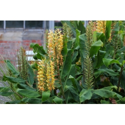 Hedychium Gardnerianum, Kanepe Zencefil, Karanfil Garland-zambak, Zencefil Zambak - ampul / yumru / kök