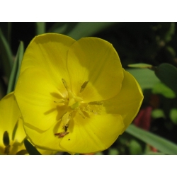 Жута јагода Бигфруит, Озарк сундроп, Миссоури ноћурка - 6 семена - Oenothera missouriensis