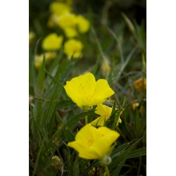 Жовтий весняний примули, сарафан Озарк, примула Міссурі - 6 насінин - Oenothera missouriensis - насіння