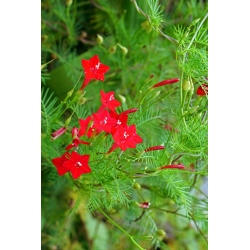 פאר בוקר אדום, Redstar - 38 זרעים - Ipomea pennata
