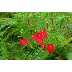 פאר בוקר אדום, Redstar - 38 זרעים - Ipomea pennata
