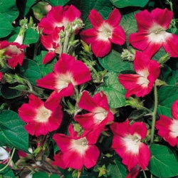 Common morning glory "Split Personality"; Tall morning glory, purple morning glory - 106 seeds