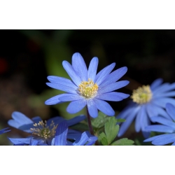 Anemone blanda - Blue Shades - pacote de 8 peças