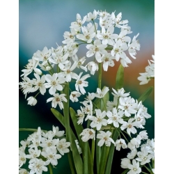 Dekorativ hvitløk - Cowanii - Allium Cowanii