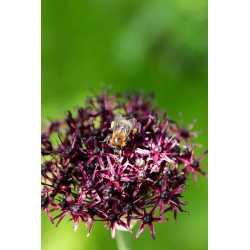 Allium Atropurpureum - 5 kvetinové cibule