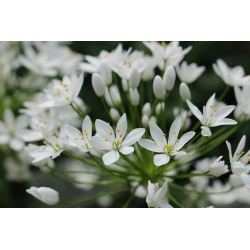 Allium Cowanii - 20 בצל