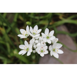Ajo decorativo - Cowanii - Allium Cowanii