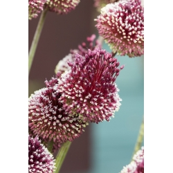 葱属红色Mohican  - 鳞茎/块茎/根 - Allium Red Mohican