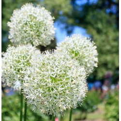 Allium White Giant - bebawang / umbi / akar