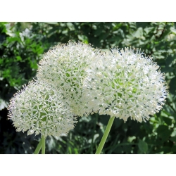 Allium White Giant - bebawang / umbi / akar