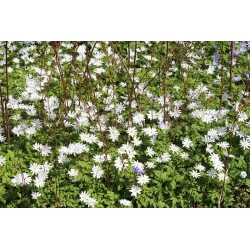 Anemone blanda White Splendor - 8 žarnic