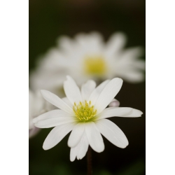 Anemone blanda White Splendor - 8 kvetinové cibule