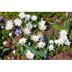 Anemone blanda - White Splendour - paquete de 8 piezas