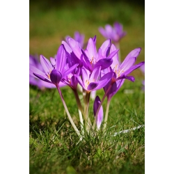 Colchicum Violet Queen – Herbstzeitlose Violet Queen