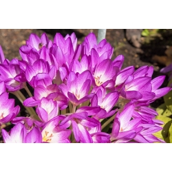 Nữ hoàng Colchicum Violet - Nữ hoàng mùa thu Saffron Violet - củ / củ / rễ