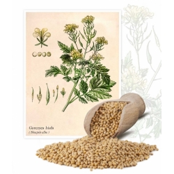 White consumer mustard - 5 kg - 650000 seeds