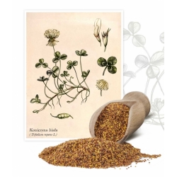 Бела детелина "Грассландс Хуиа" - 1 кг - Trifolium repens - семе