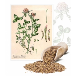 레드 클로버 "Dajana"- 1kg - 540000 종자 - Trifolium pratense - 씨앗