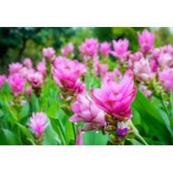 Curcuma، Siam Tulip Rose - لامپ / غده / ریشه - Curcuma Rose