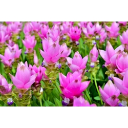 Curcuma, Siam Tulip Rose - 알뿌리 / 덩이 식물 / 뿌리 - Curcuma Rose