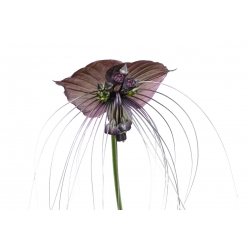 Fleur de Chaube-Souris Noire - Tacca chantrieri