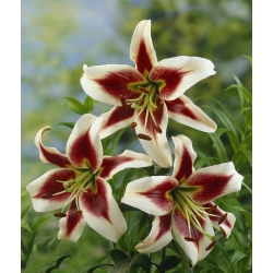 Tree Lily Lilium Beverly Dreams - bulb / tuber / root