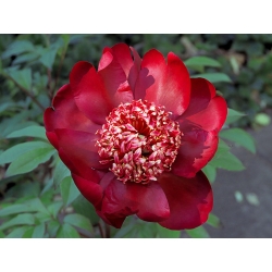 Пион - Nippon Beauty - Paeonia