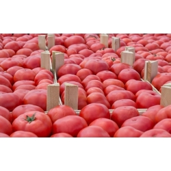 Tomate - Malinowy Kujawski - Lycopersicon esculentum Mill  - graines