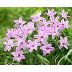 Ipheion Charlotte Bishop - pomlad starflower Charlotte Bishop - 10 žarnic - Ipheion uniflorum
