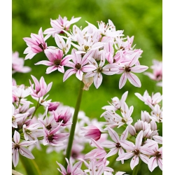 Allium Cameleon - 5 kvetinové cibule