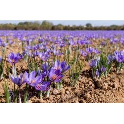 Crocus sativus, Safran, Safran-Krokus - 10 Zwiebeln