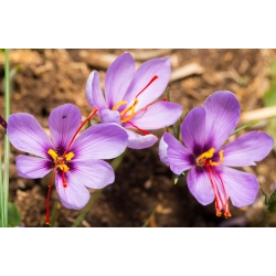 Crocus Sativus - 10 kvetinové cibule