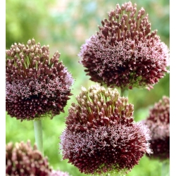 Allium Forelock - květinové cibulky / hlíza / kořen