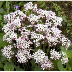 Allium Cameleon - 5 kvetinové cibule