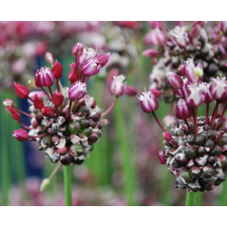 Allium Passion - 5 kvetinové cibule