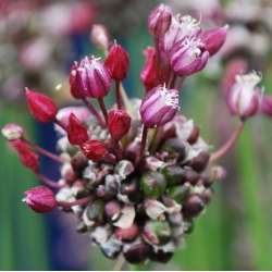 Allium scorodoprasum Passion, Schlangen-Lauch Passion - 5 Zwiebeln