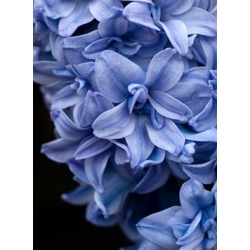 Jacinto - Blue Tango - paquete de 3 piezas - Hyacinthus
