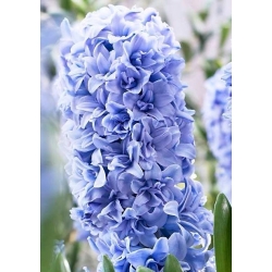 Hyacinthus Double Blue Tango - Hyacinth Double Blue Tango - 3 čebulice