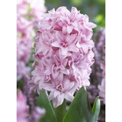 Hyacinthus dvojni princ ljubezni - hijacint dvojni princ ljubezni - 3 čebulice