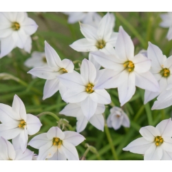 Ipheion Alberto Castillo - Bunga bunga musim bunga Alberto Castillo - 10 bebawang - Ipheion uniflorum