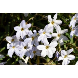 Ipheion Alberto Castillo - jarná hviezdica Alberto Castillo - 10 kvetinové cibule - Ipheion uniflorum